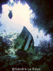 Batfish swimming by wreck Dan Raven. by Sandra Le Roux 